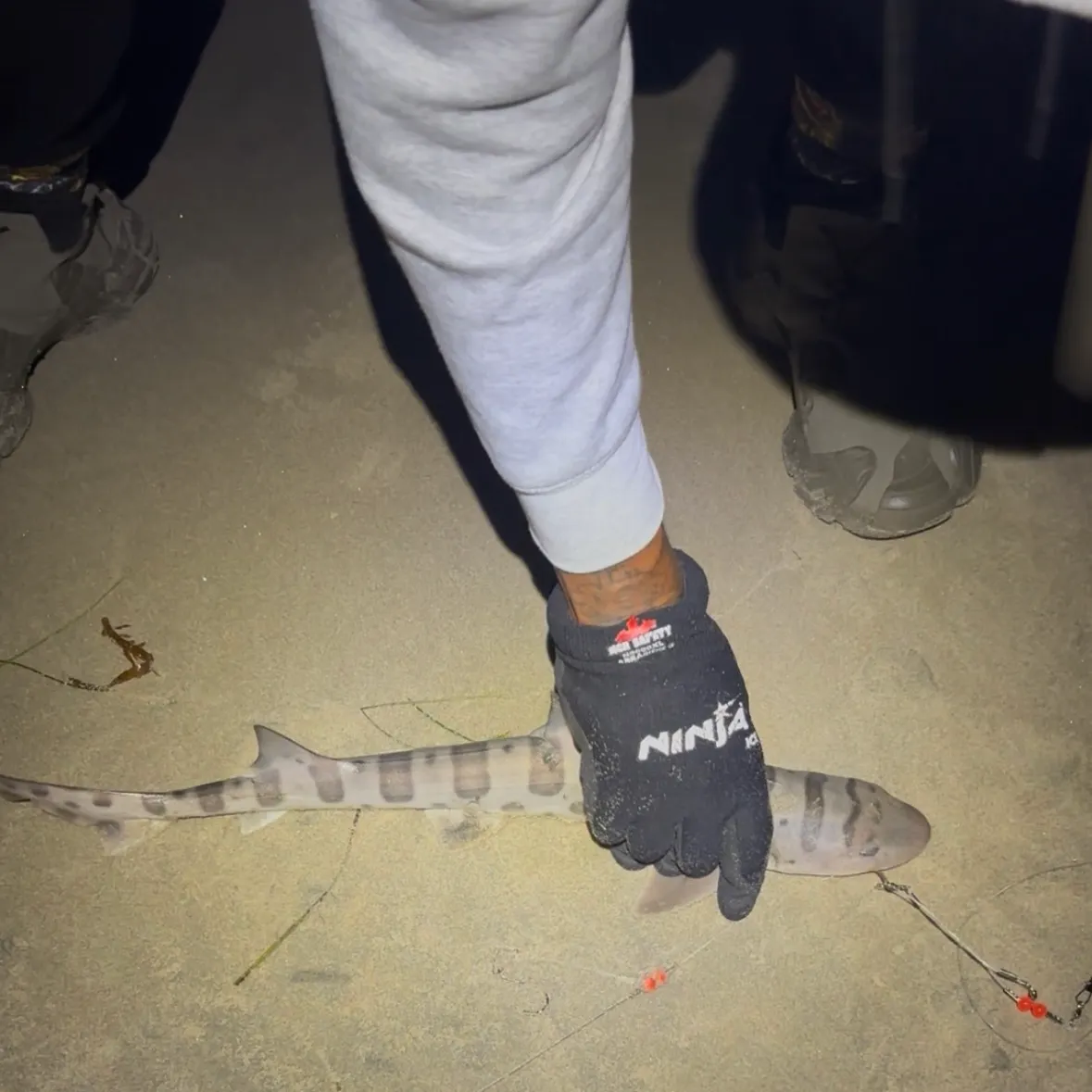 The most recent Leopard shark catches on Fishbrain