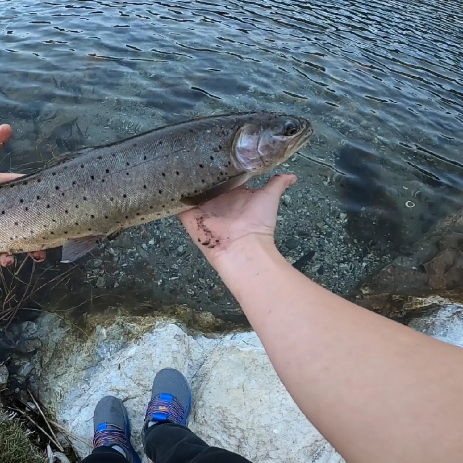 most liked catch image