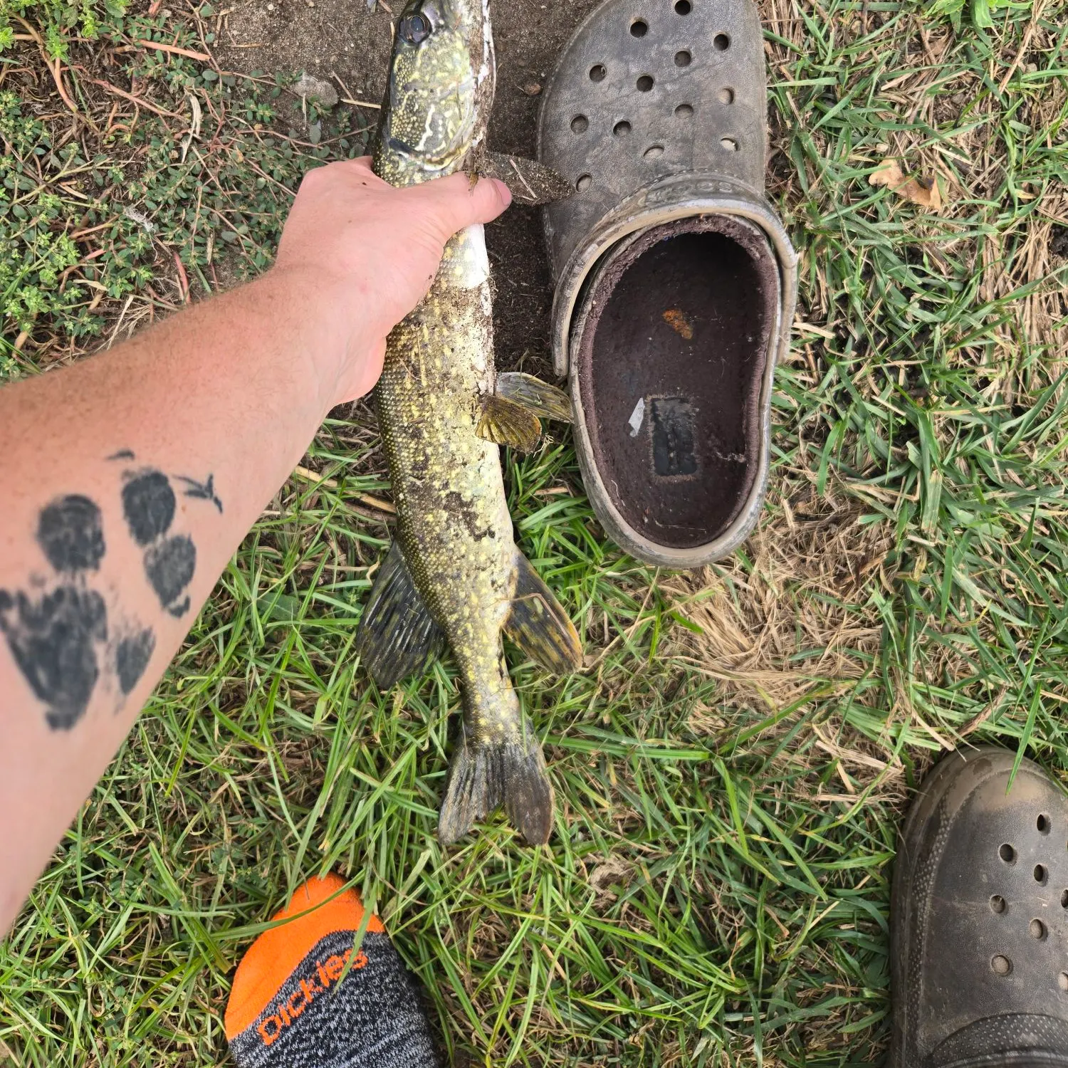 Northern pike caught on Fishbrain