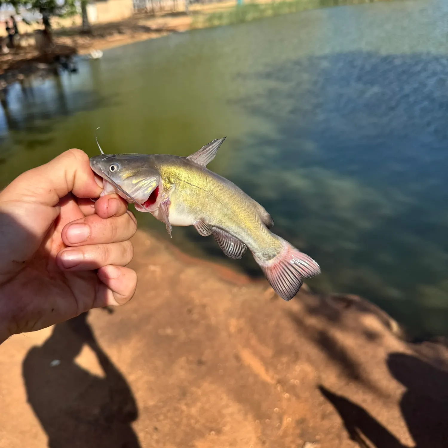Black bullhead caught on Fishbrain