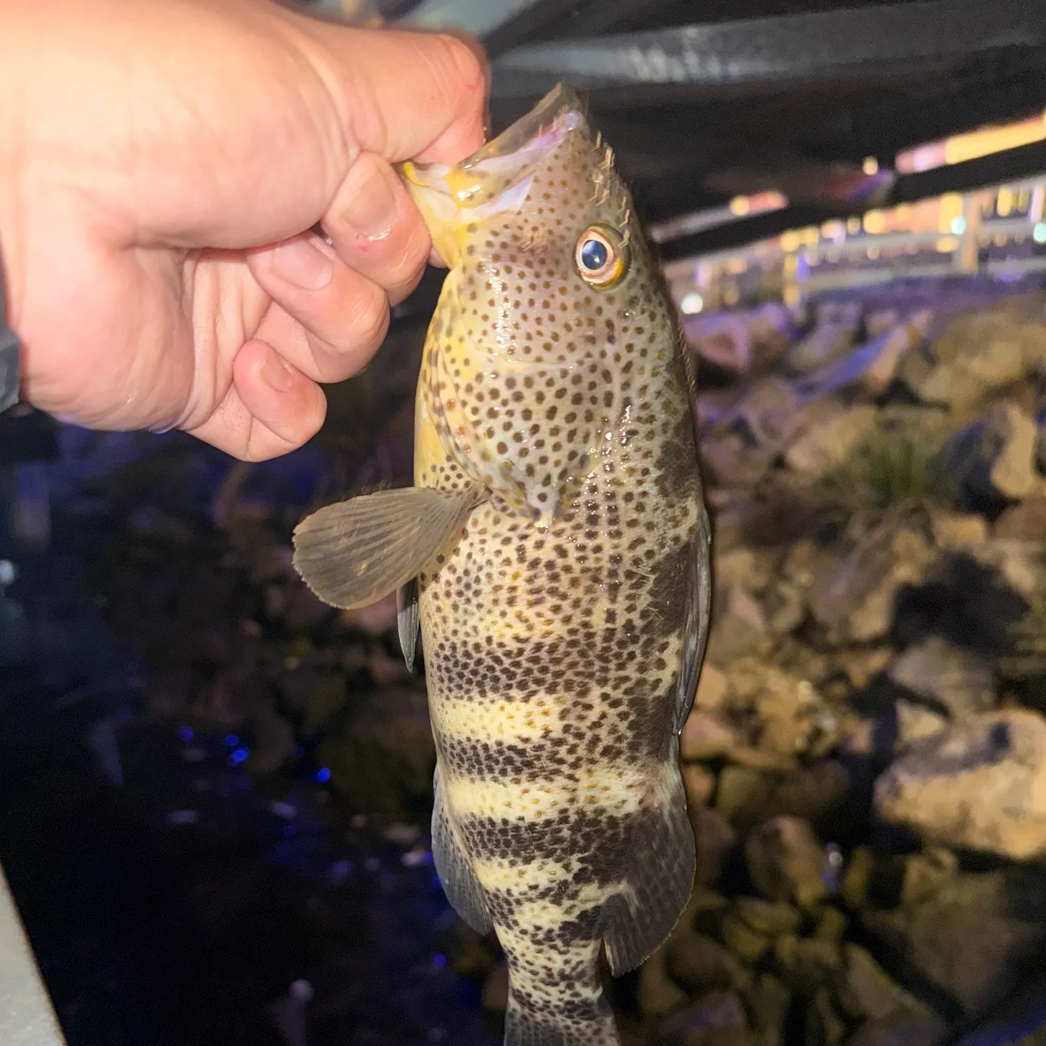 Spotted sand bass caught on Fishbrain