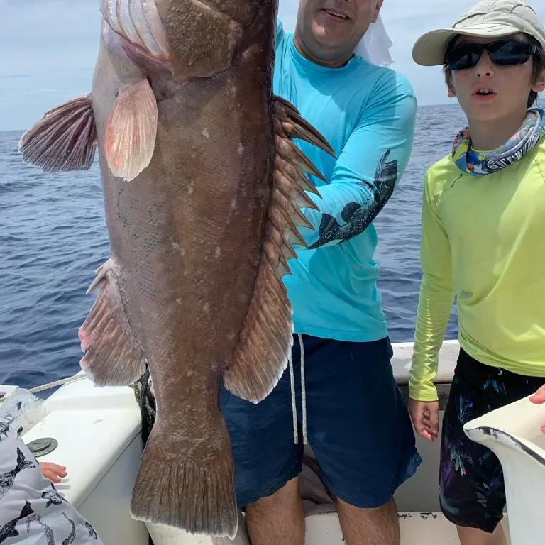 The most recent Warsaw grouper catches on Fishbrain