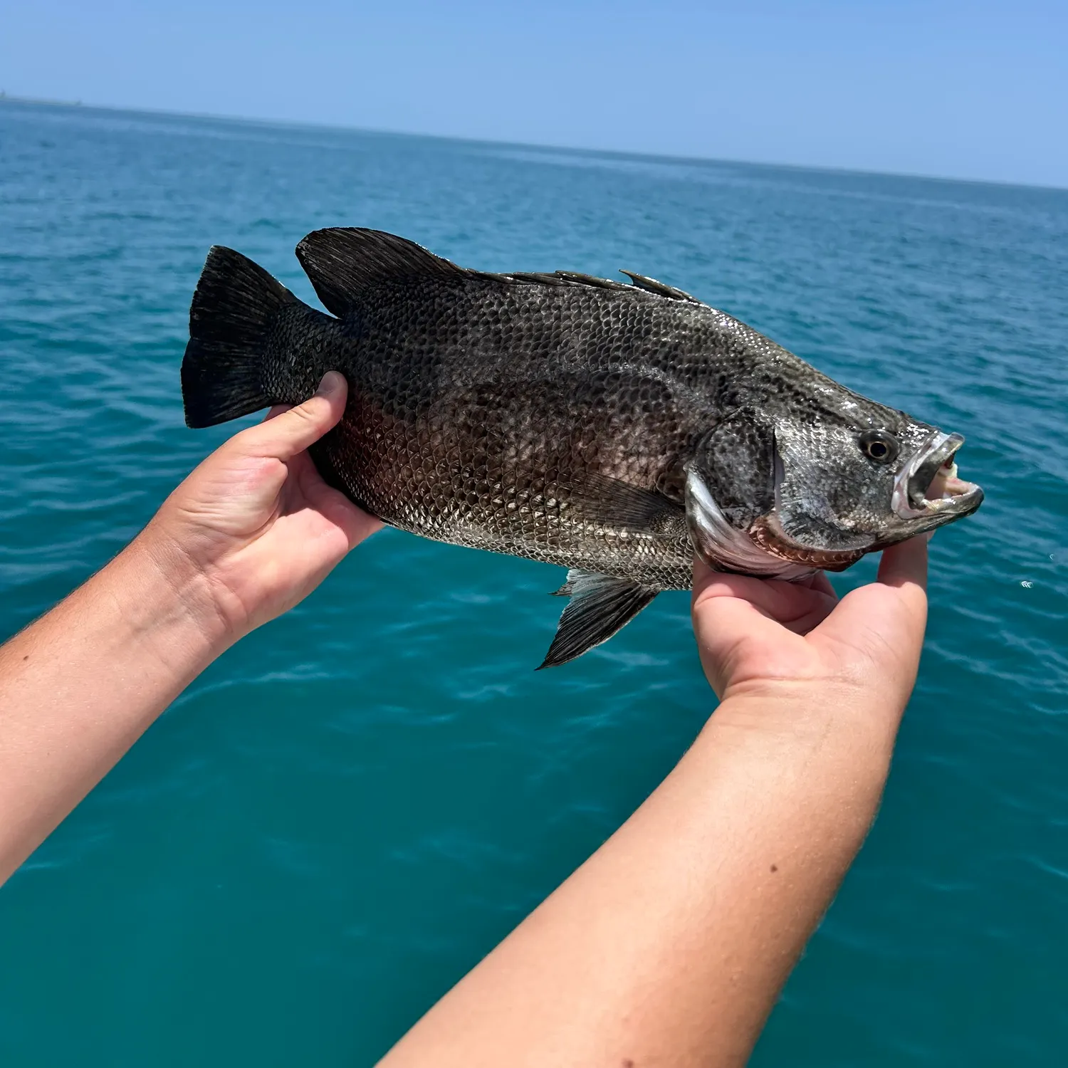 The most recent Atlantic tripletail catches on Fishbrain