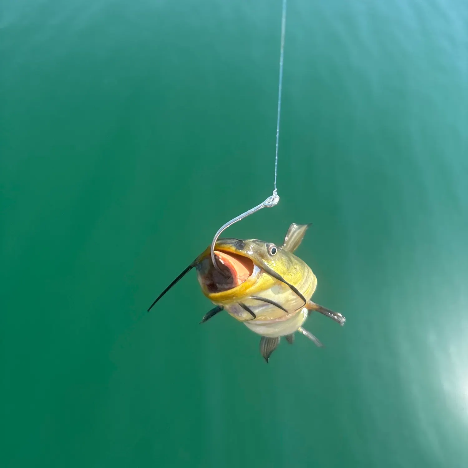 Yellow bullhead caught on Fishbrain