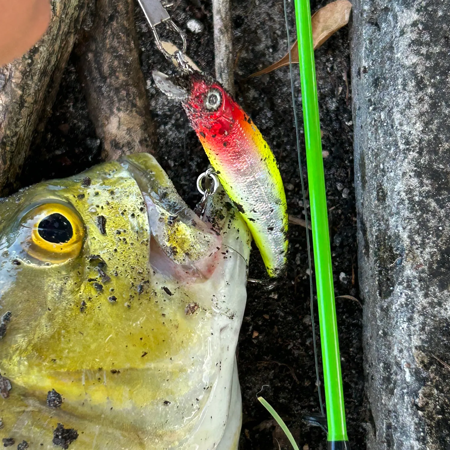 Crevalle jack caught on Fishbrain