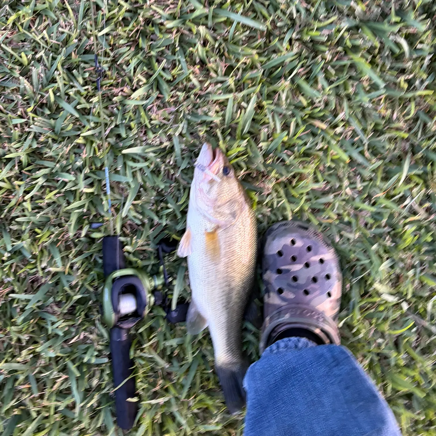 Largemouth bass caught on Fishbrain