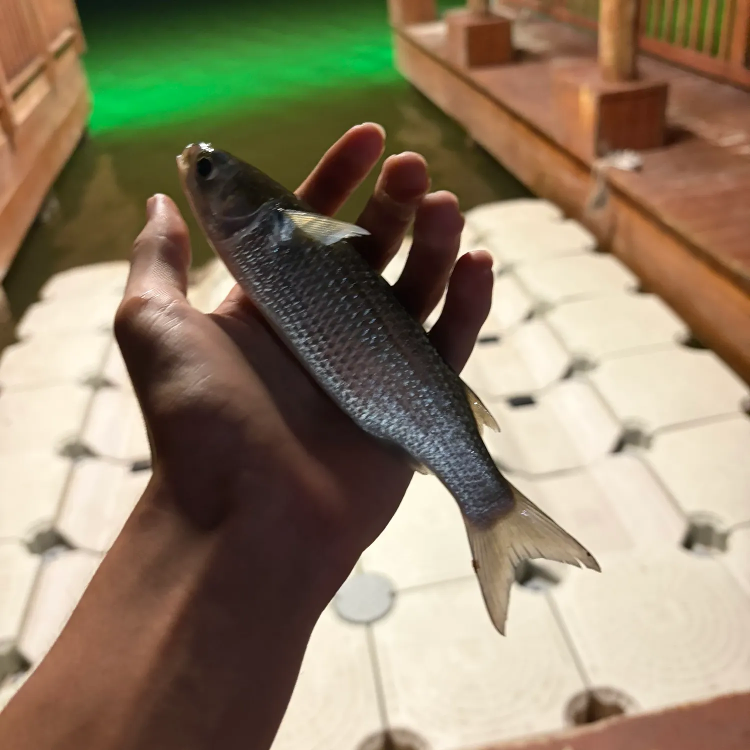Striped mullet caught on Fishbrain
