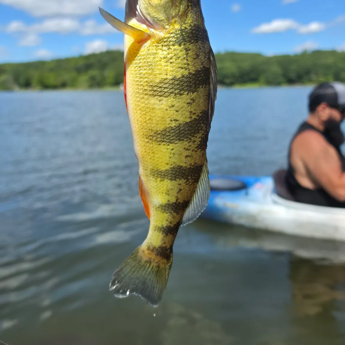 Yellow perch caught on Fishbrain