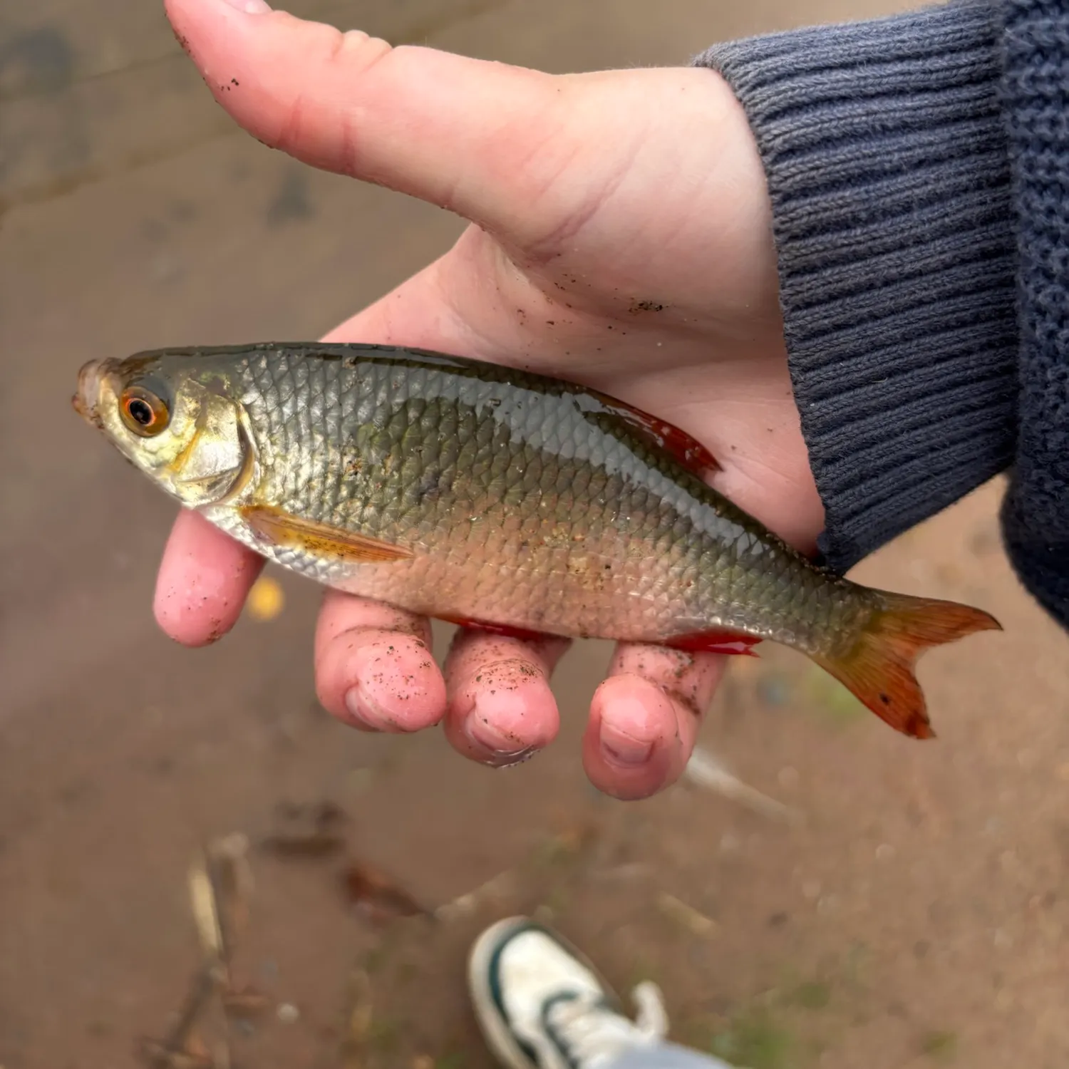 Common rudd caught on Fishbrain