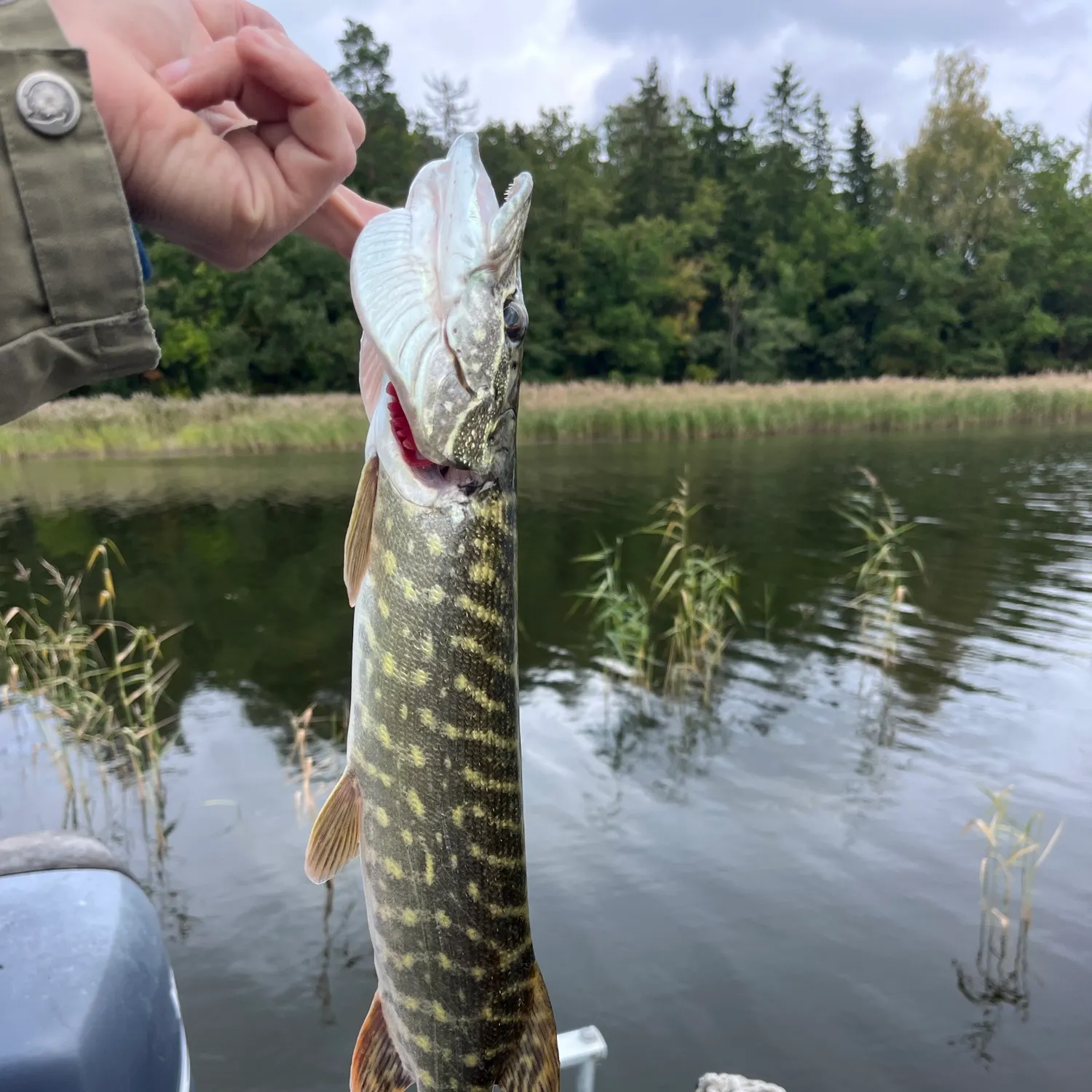 Northern pike caught on Fishbrain
