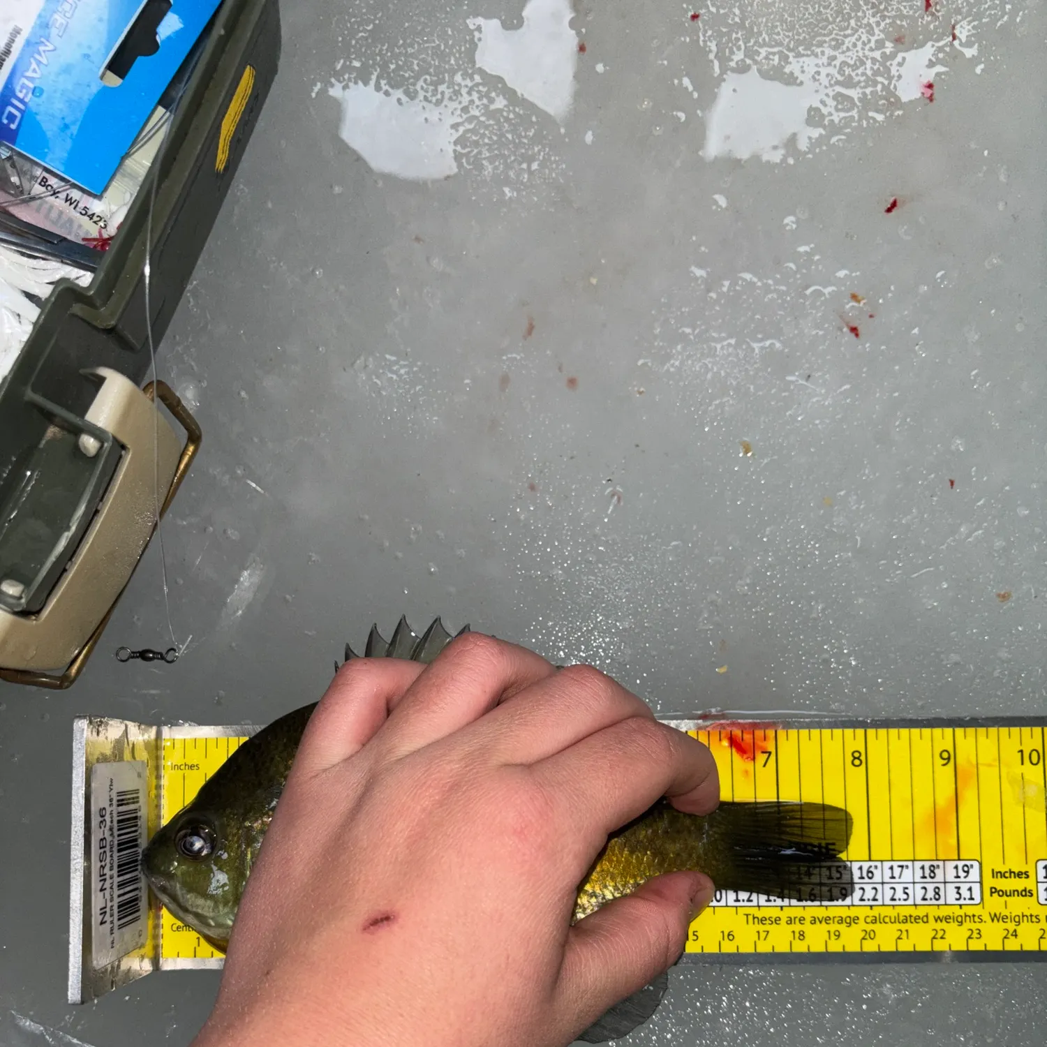 recently logged catches