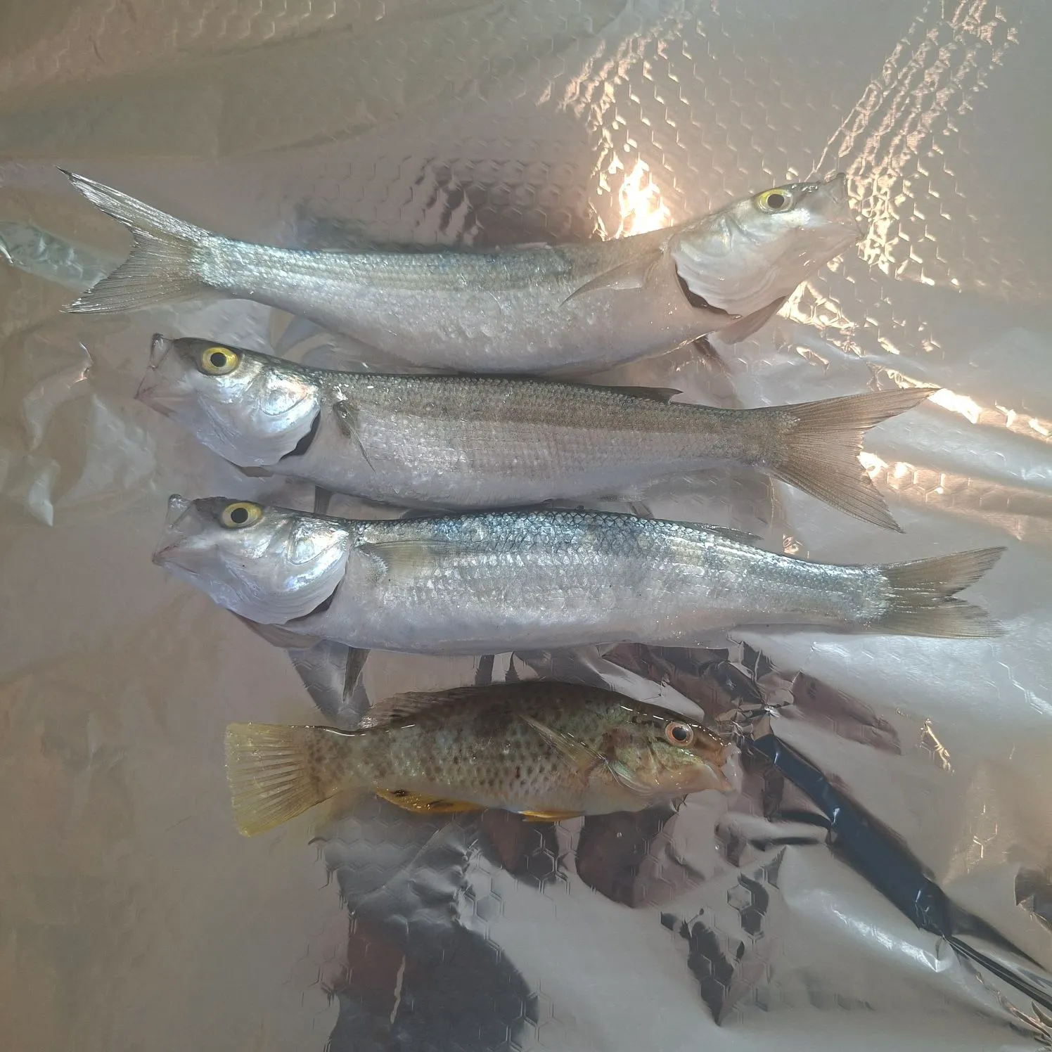The most recent Yellow-eye mullet catches on Fishbrain