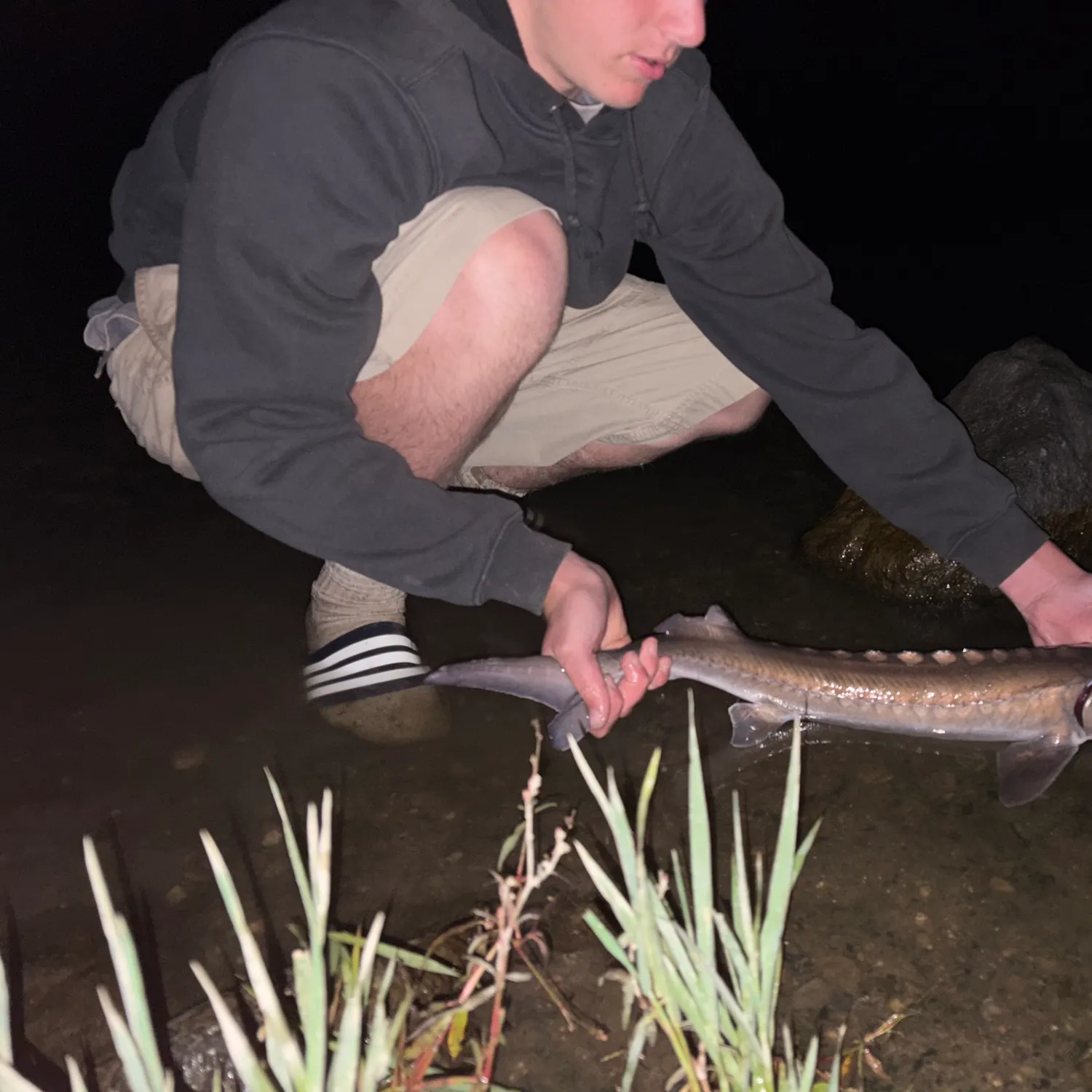 White sturgeon caught on Fishbrain