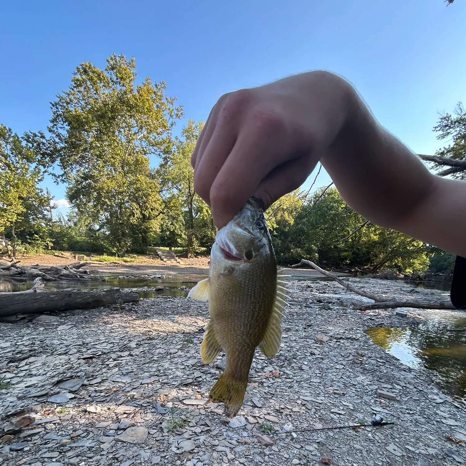 Green sunfish caught on Fishbrain