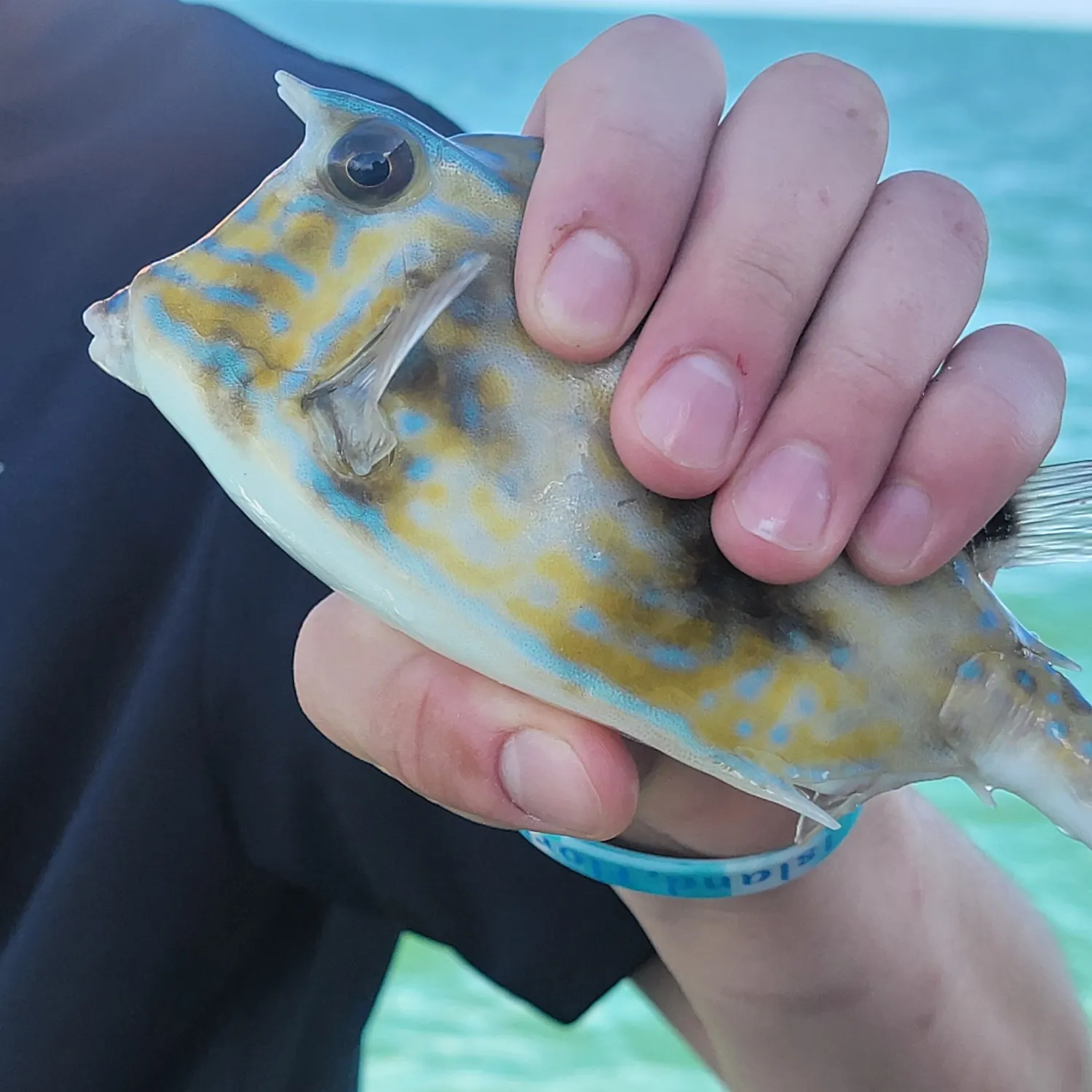 The most recent Roundbelly cowfish catches on Fishbrain