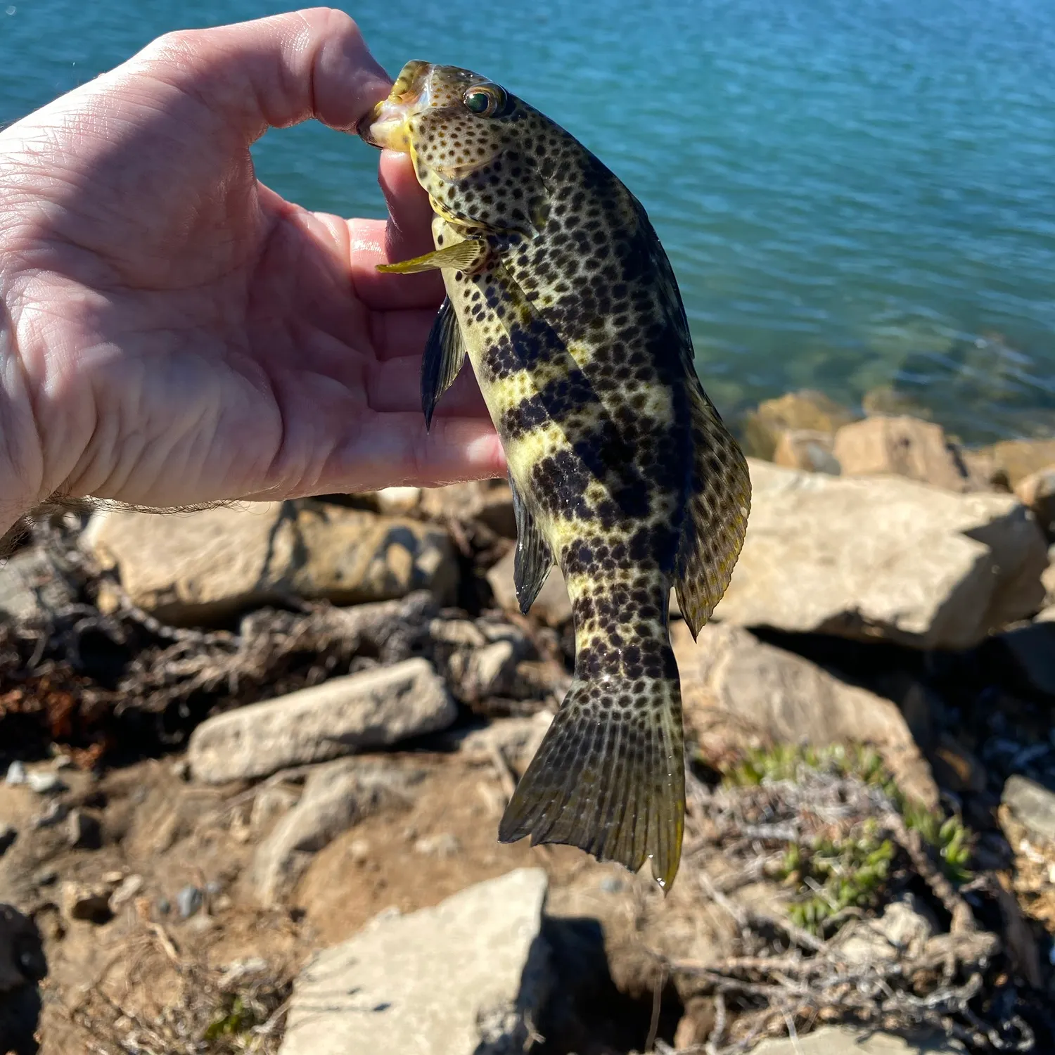 Spotted sand bass caught on Fishbrain
