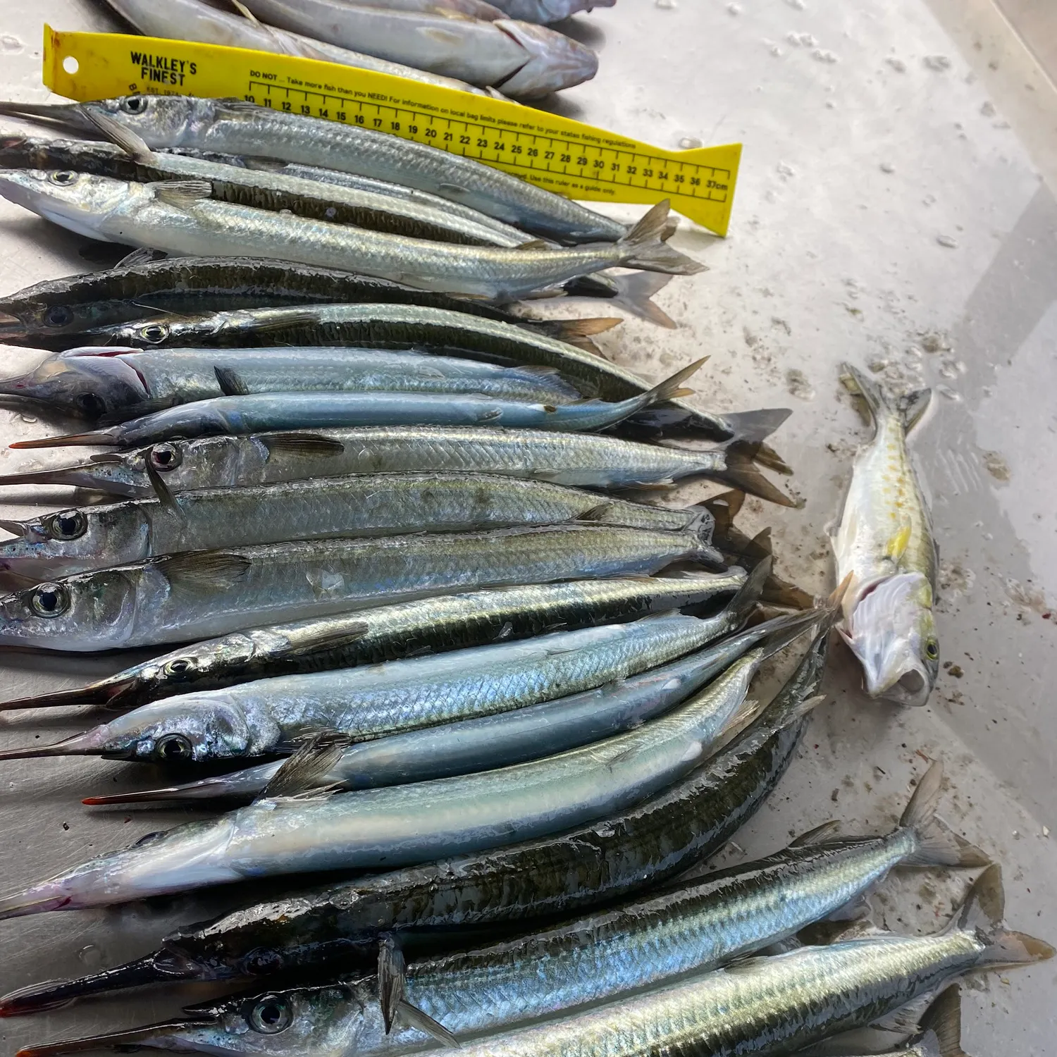 Southern garfish caught on Fishbrain