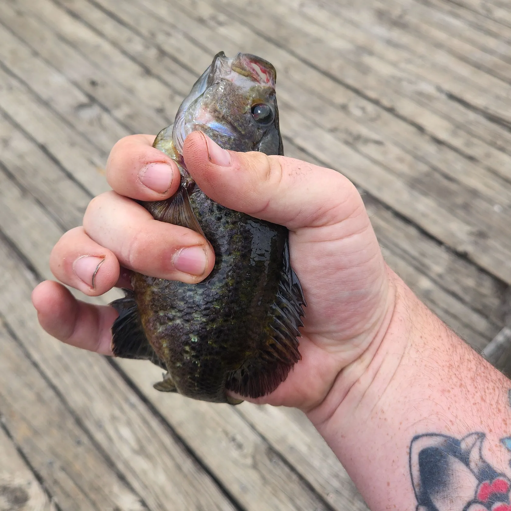 recently logged catches