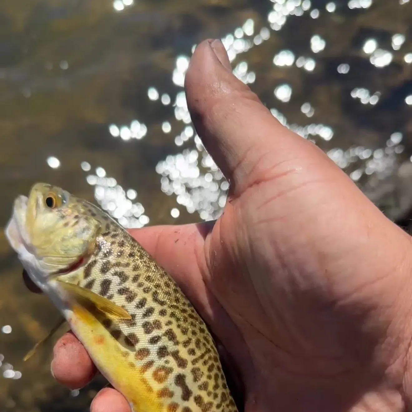 The most recent Tiger trout catches on Fishbrain