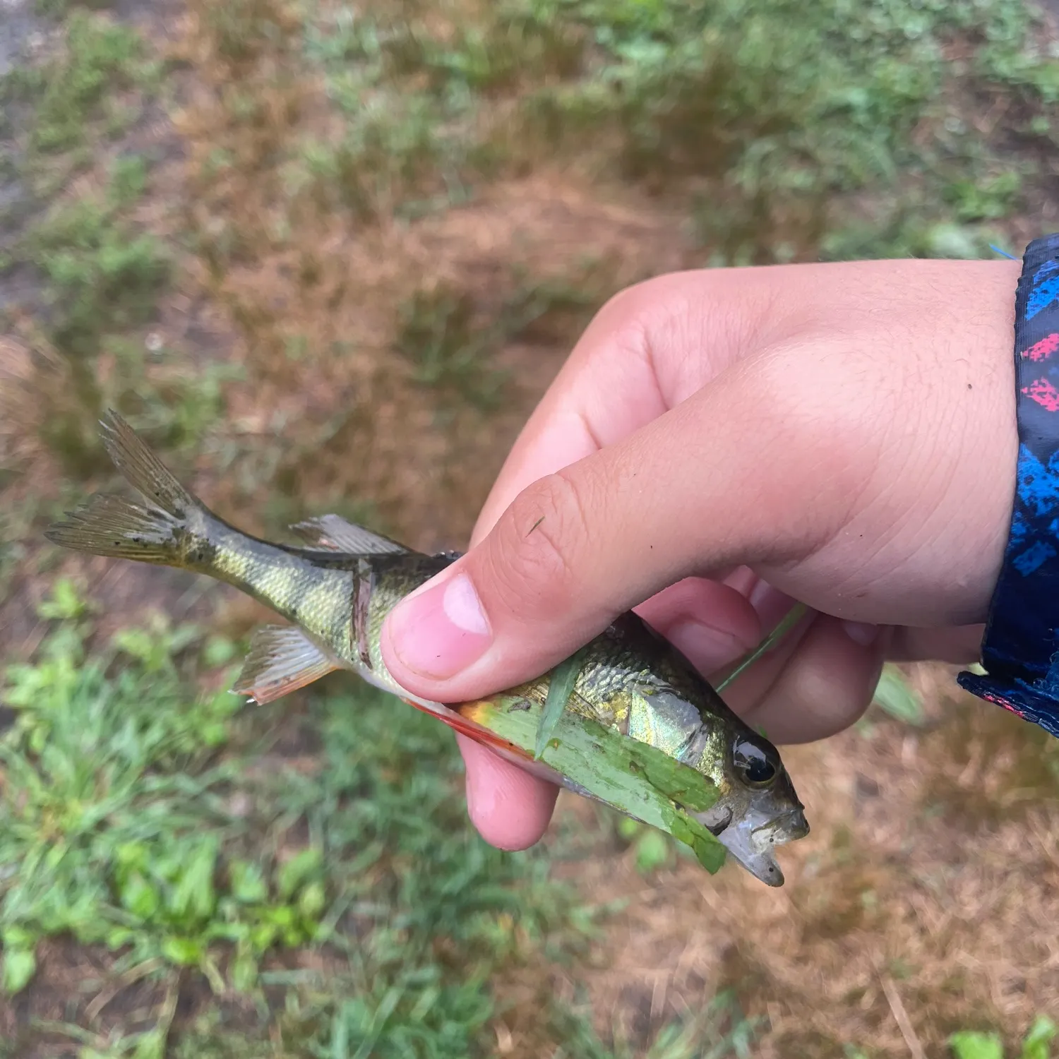 Yellow perch caught on Fishbrain