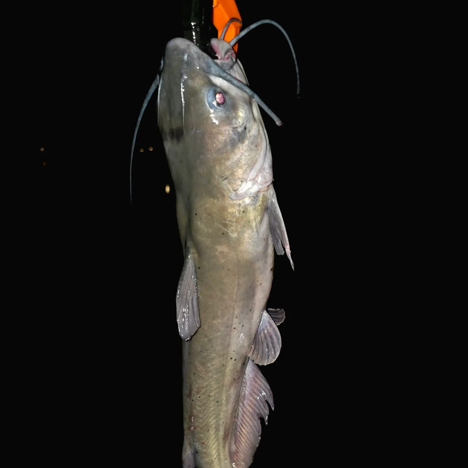 Channel catfish caught on Fishbrain