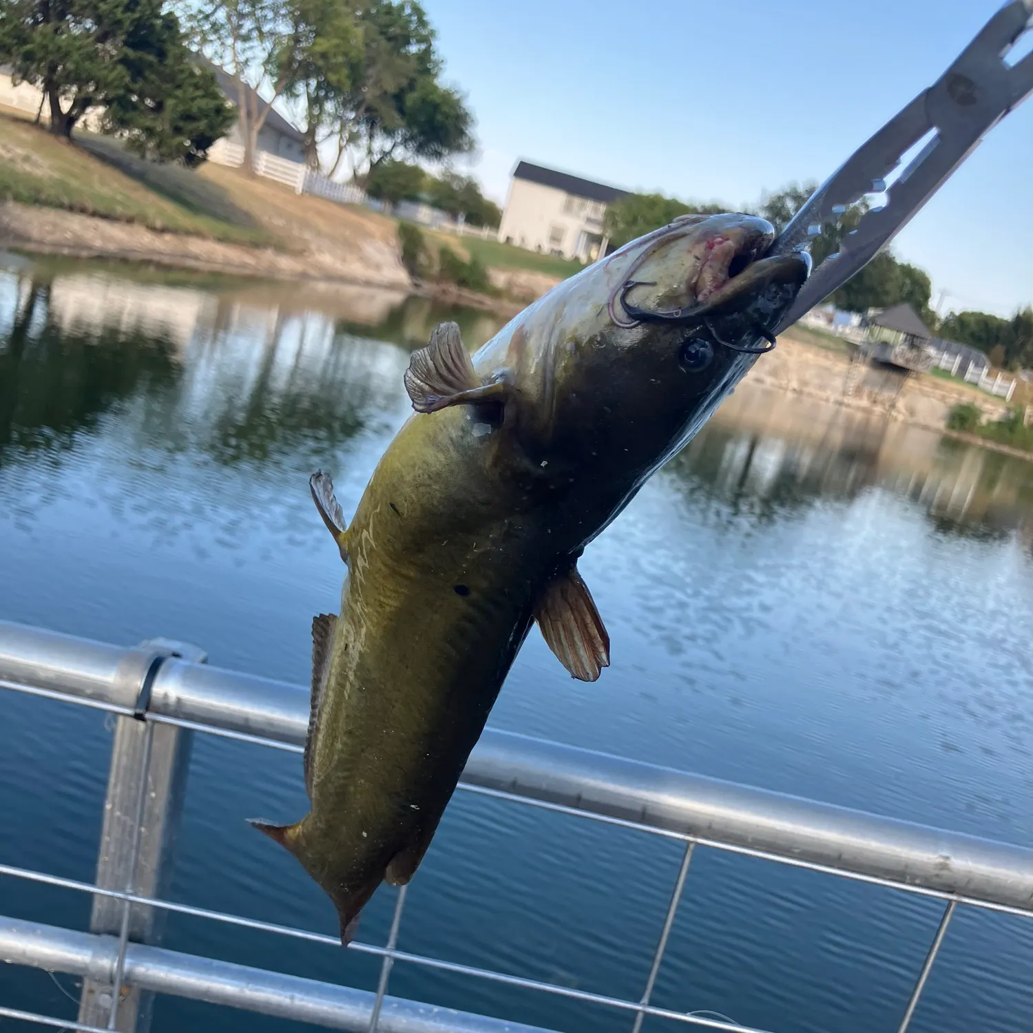 Black bullhead caught on Fishbrain
