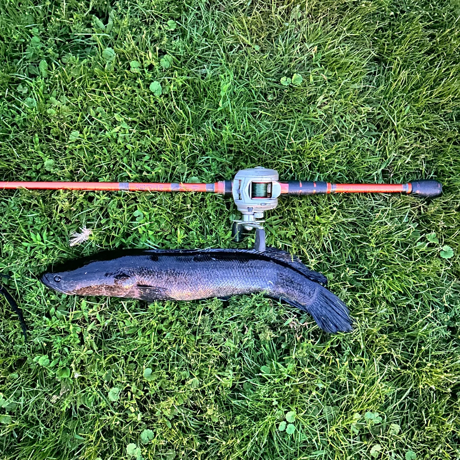 Northern snakehead caught on Fishbrain