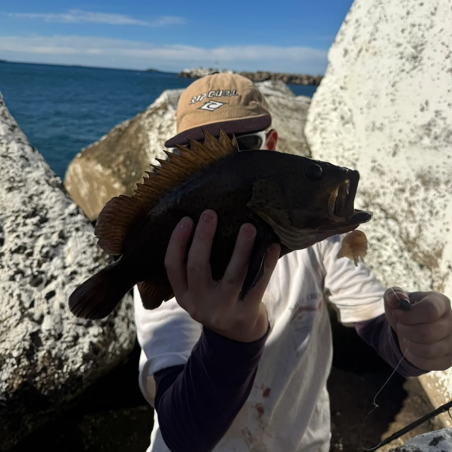 The most recent Areolate grouper catches on Fishbrain
