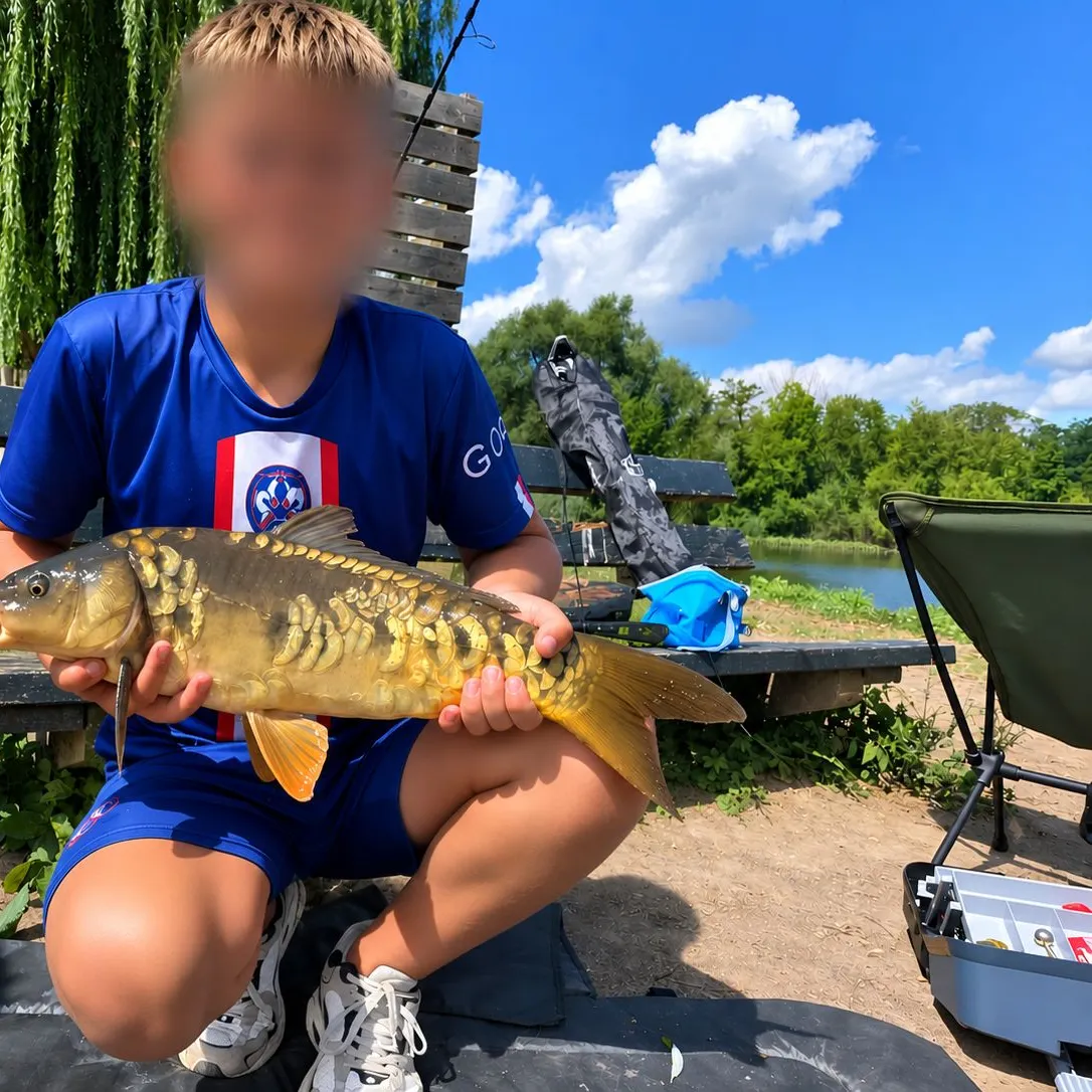 Mirror carp caught on Fishbrain