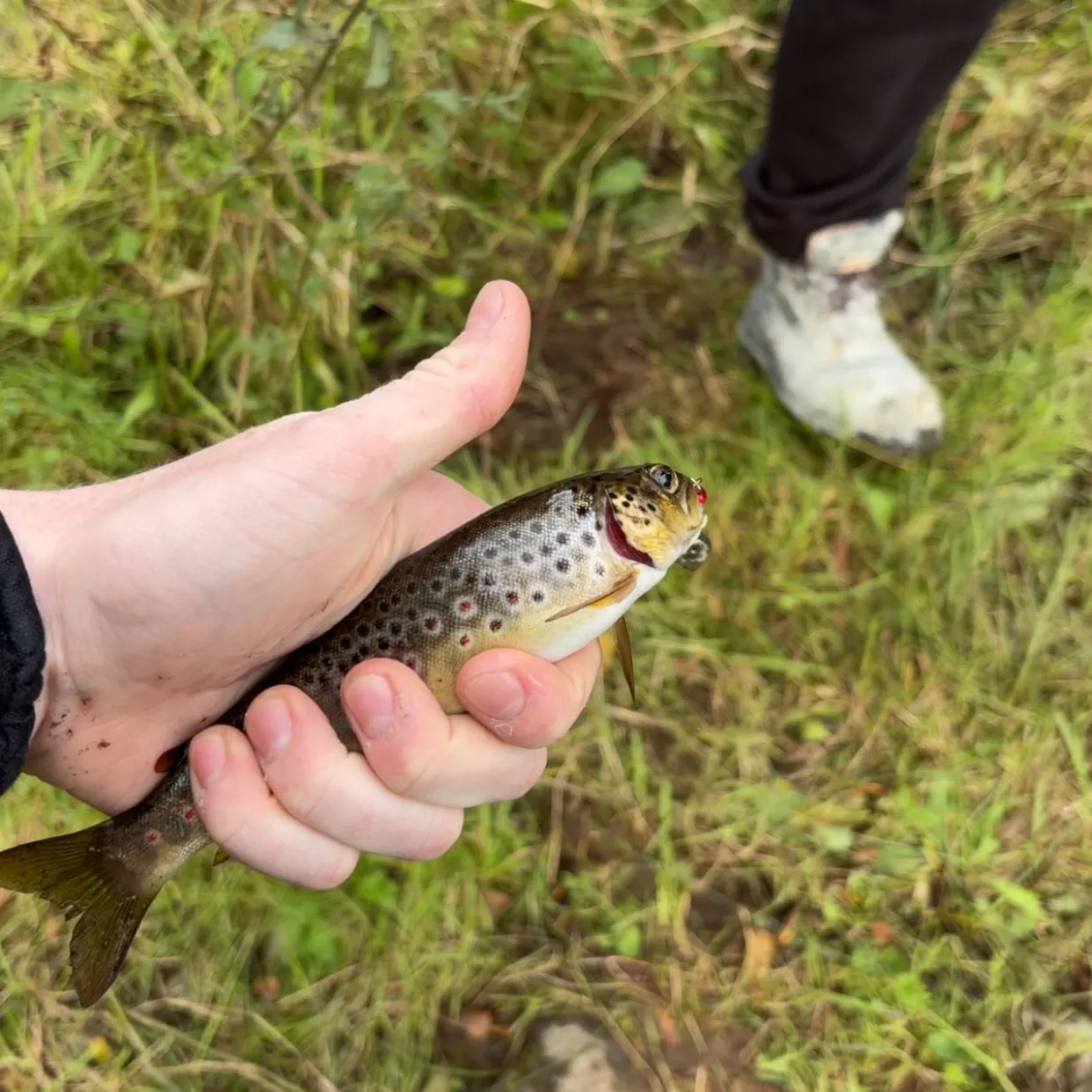 Brown trout caught on Fishbrain