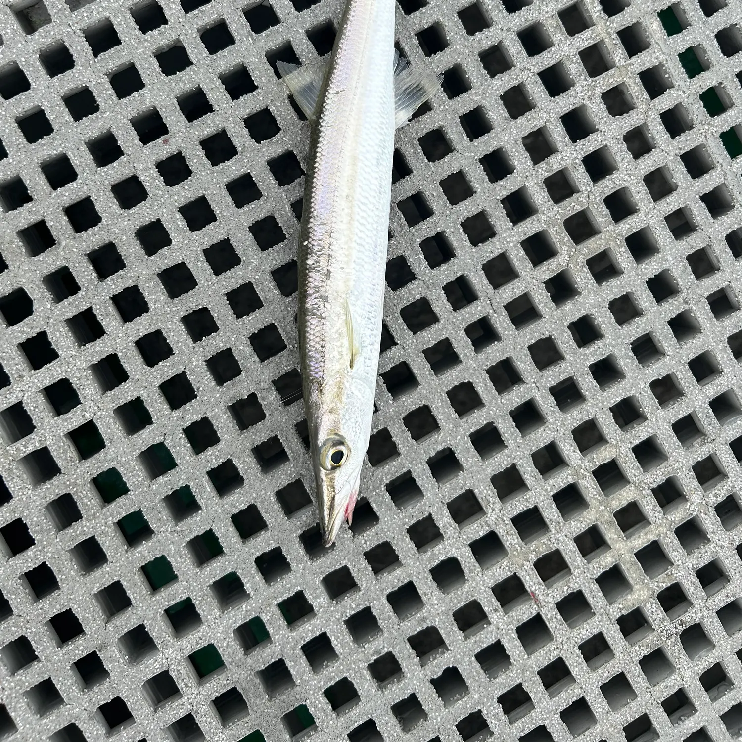 The most recent Longfin pike catches on Fishbrain