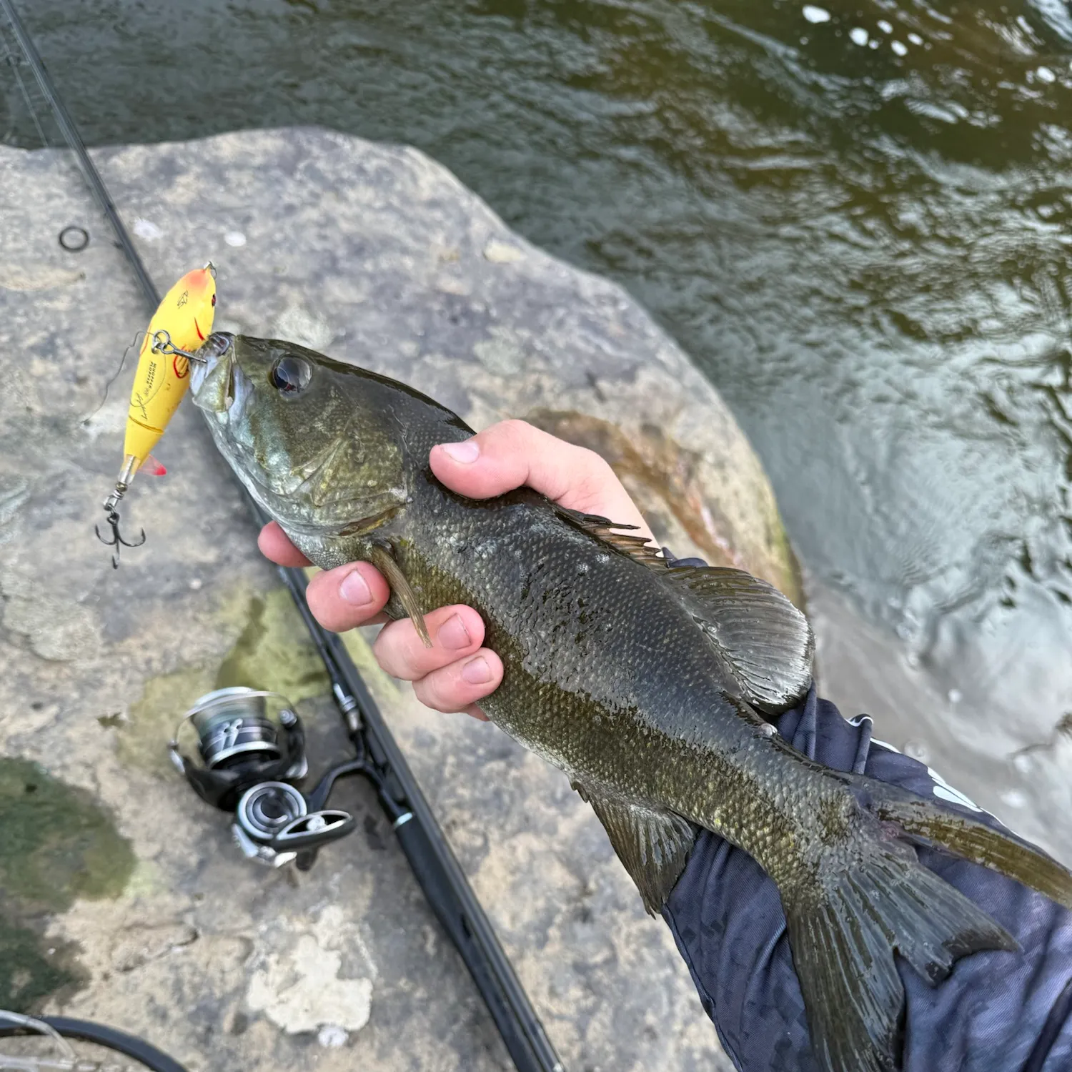 Smallmouth bass caught on Fishbrain