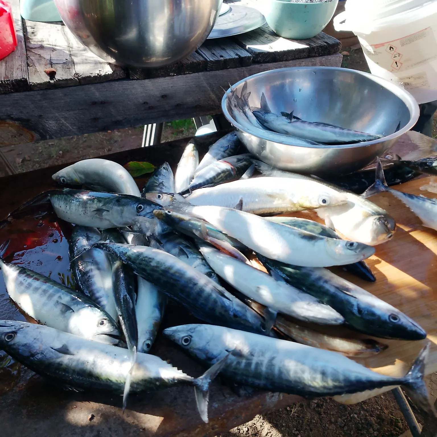The most recent Striped bonito catches on Fishbrain