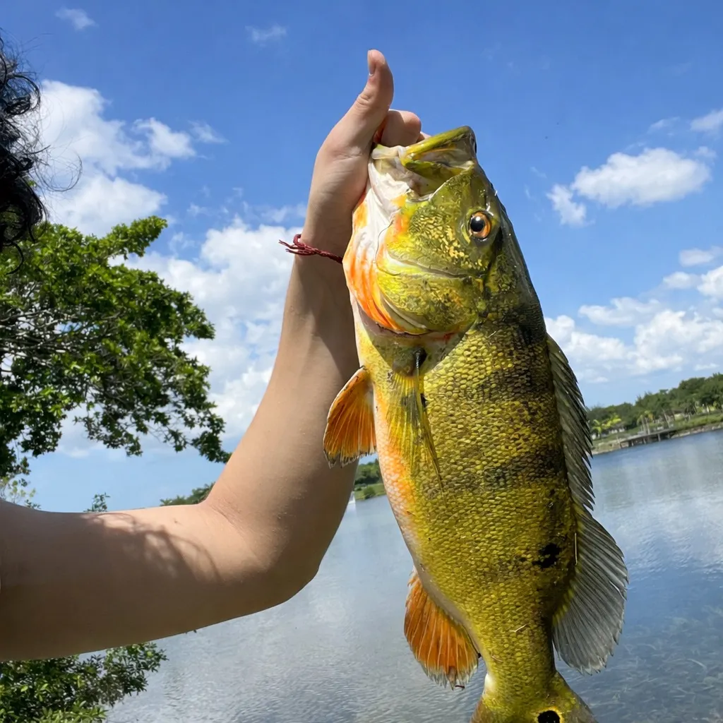 The most recent Butterfly peacock bass catches on Fishbrain
