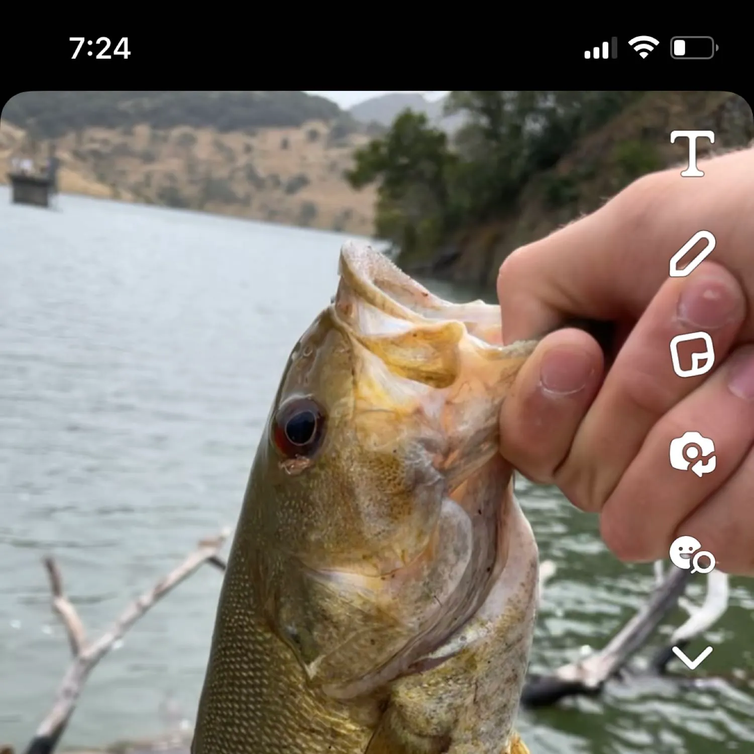 ᐅ Rector Reservoir fishing reports🎣• Oakville, CA (United States) fishing