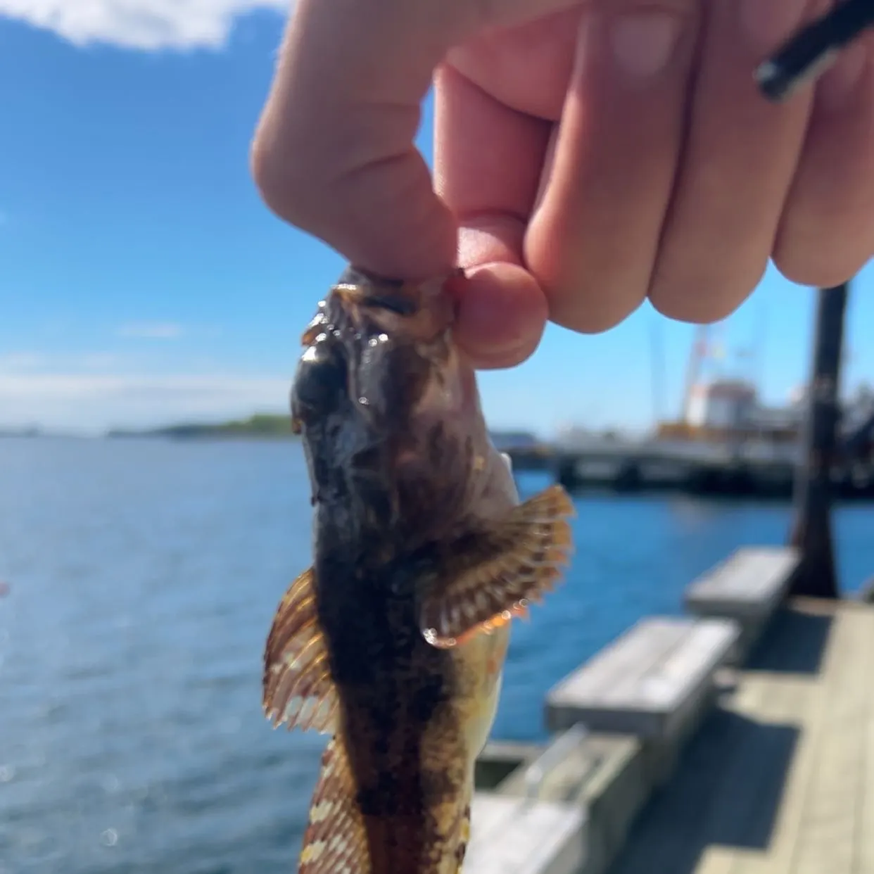 The most recent Shorthorn sculpin catches on Fishbrain