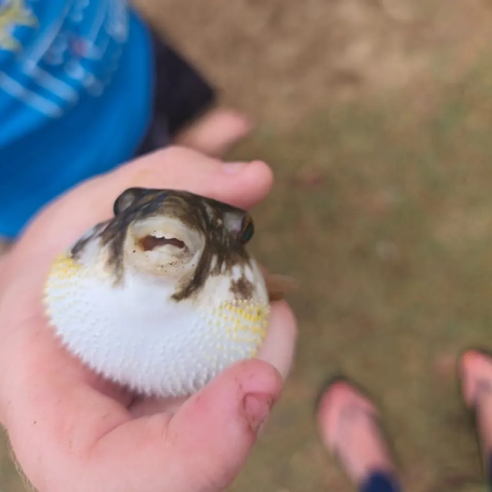 The most recent Bennett's sharpnose puffer catches on Fishbrain