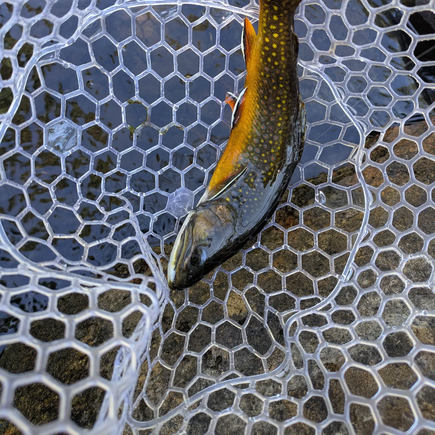 Brook trout caught on Fishbrain