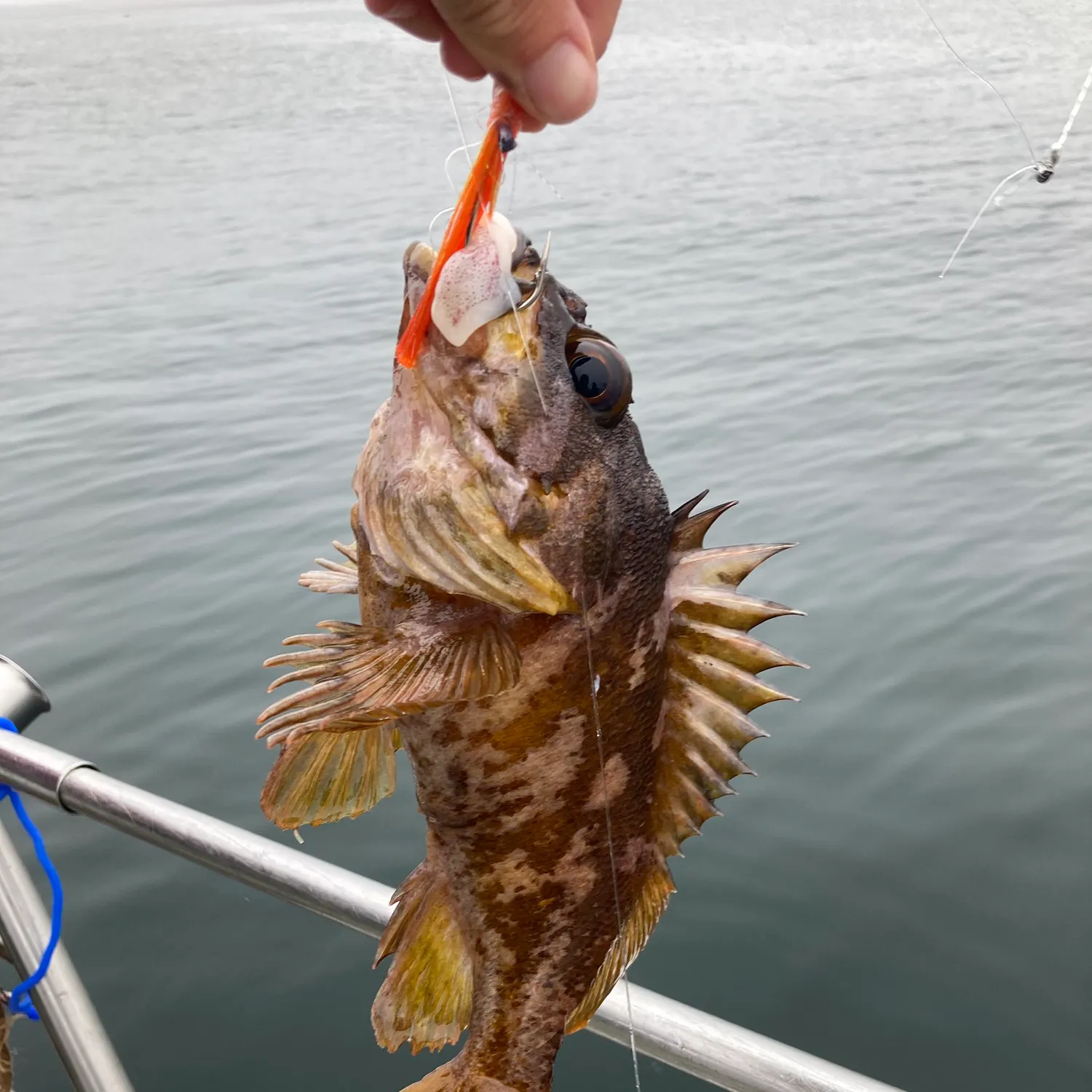 The most recent Gopher rockfish catches on Fishbrain
