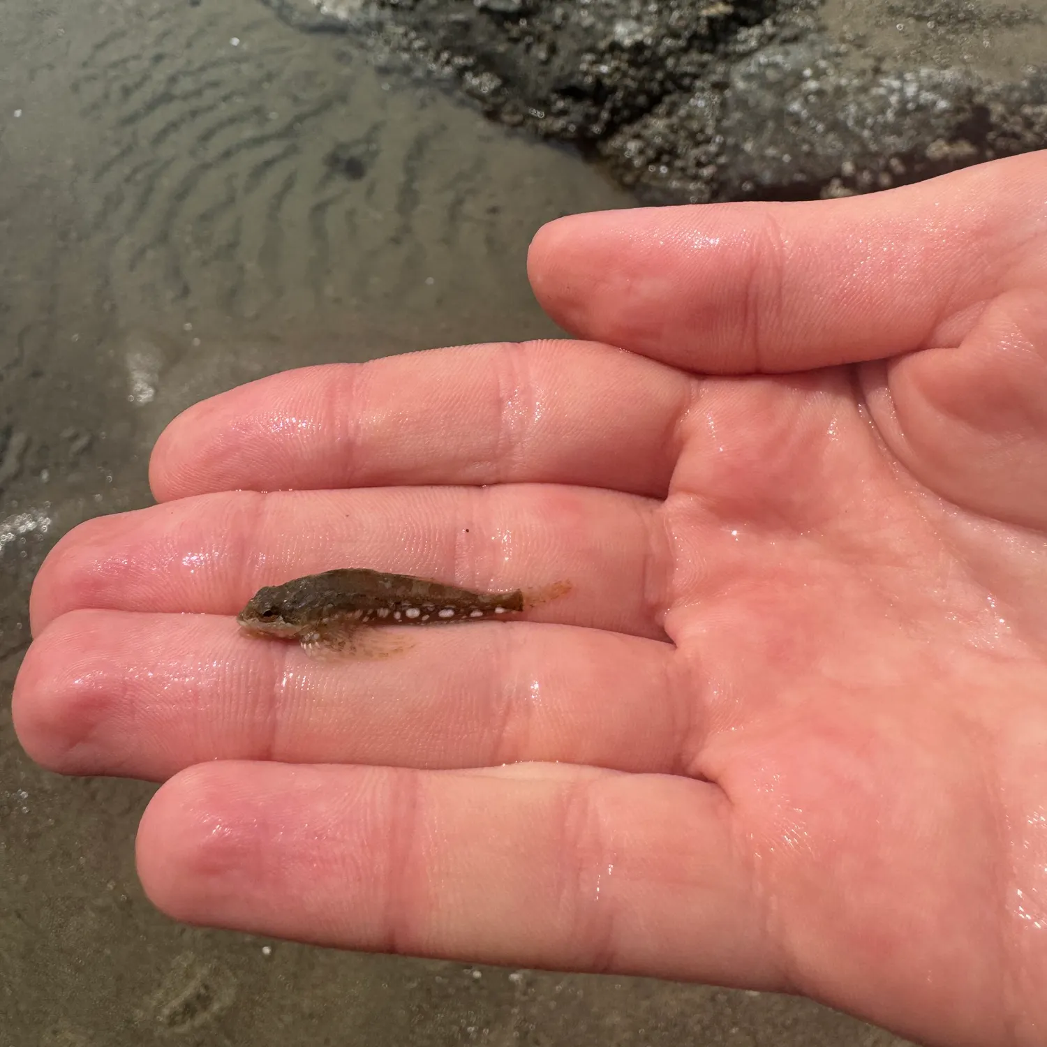 The most recent Longspined bullhead catches on Fishbrain