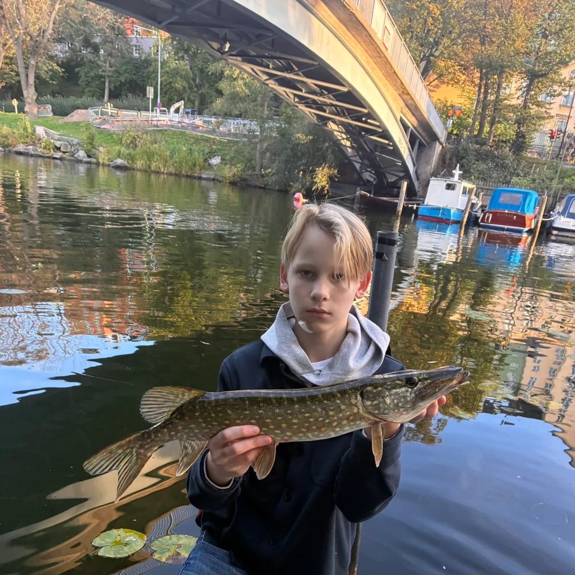 Northern pike caught on Fishbrain
