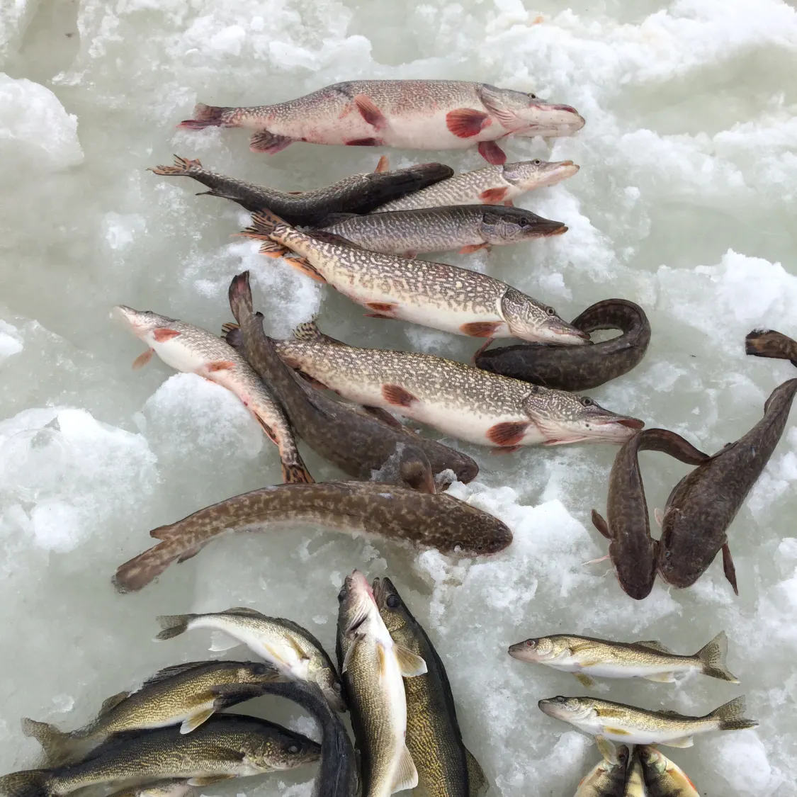 recently logged catches