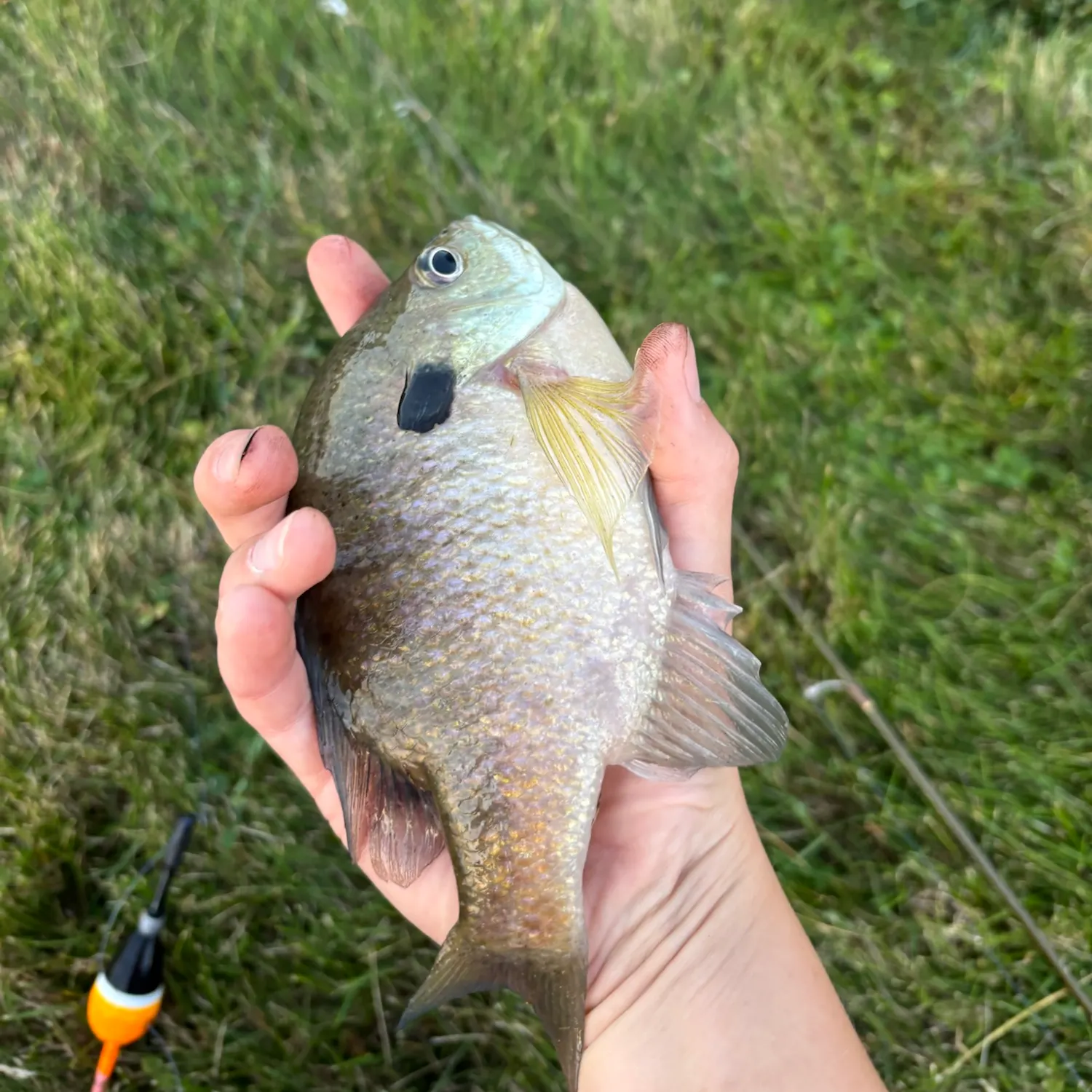 Bluegill caught on Fishbrain