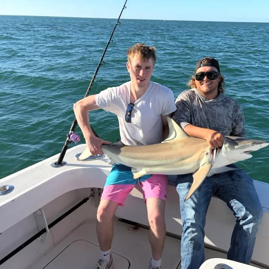 Blacktip shark caught on Fishbrain