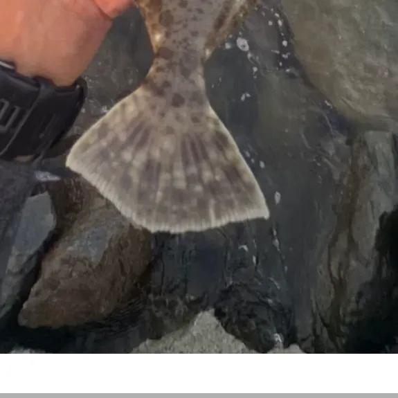The most recent Pacific halibut catches on Fishbrain