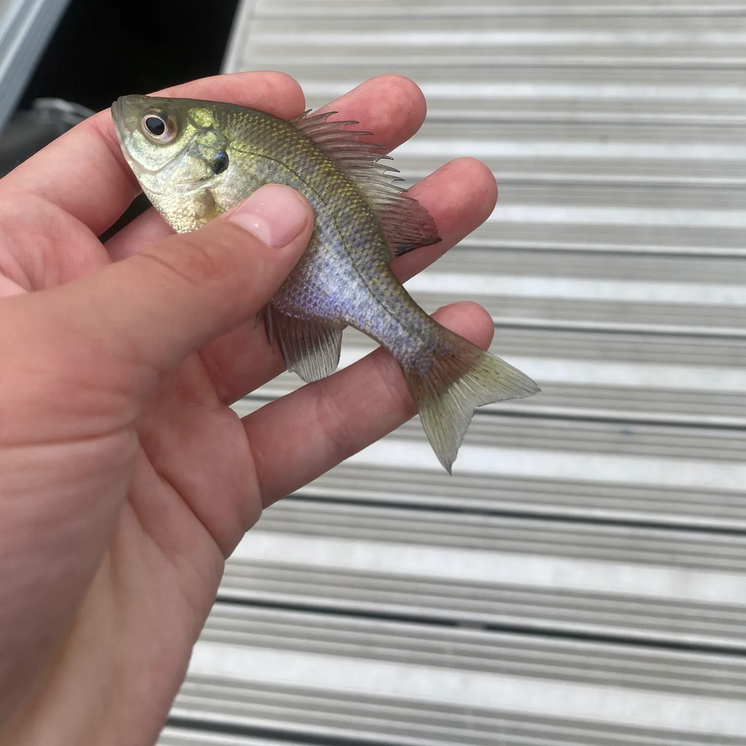 Northern pike caught on Fishbrain