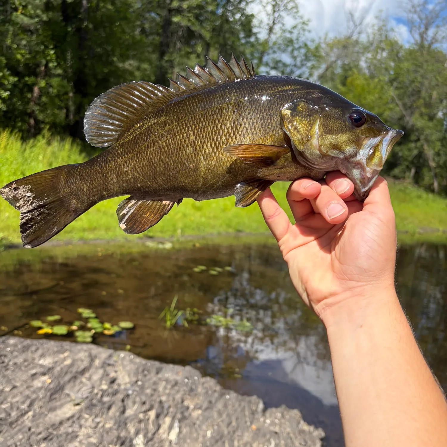 Smallmouth bass caught on Fishbrain