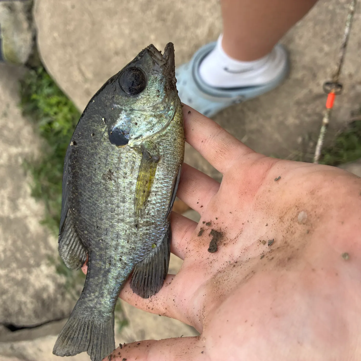 Bluegill caught on Fishbrain
