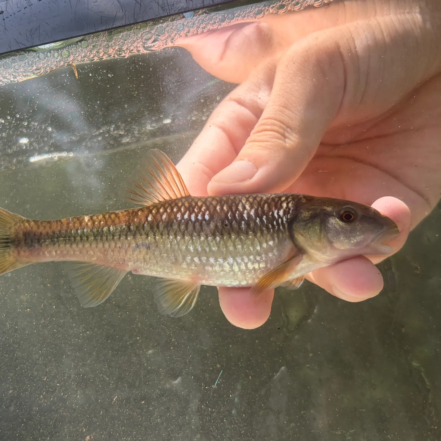 Bluehead chub caught on Fishbrain