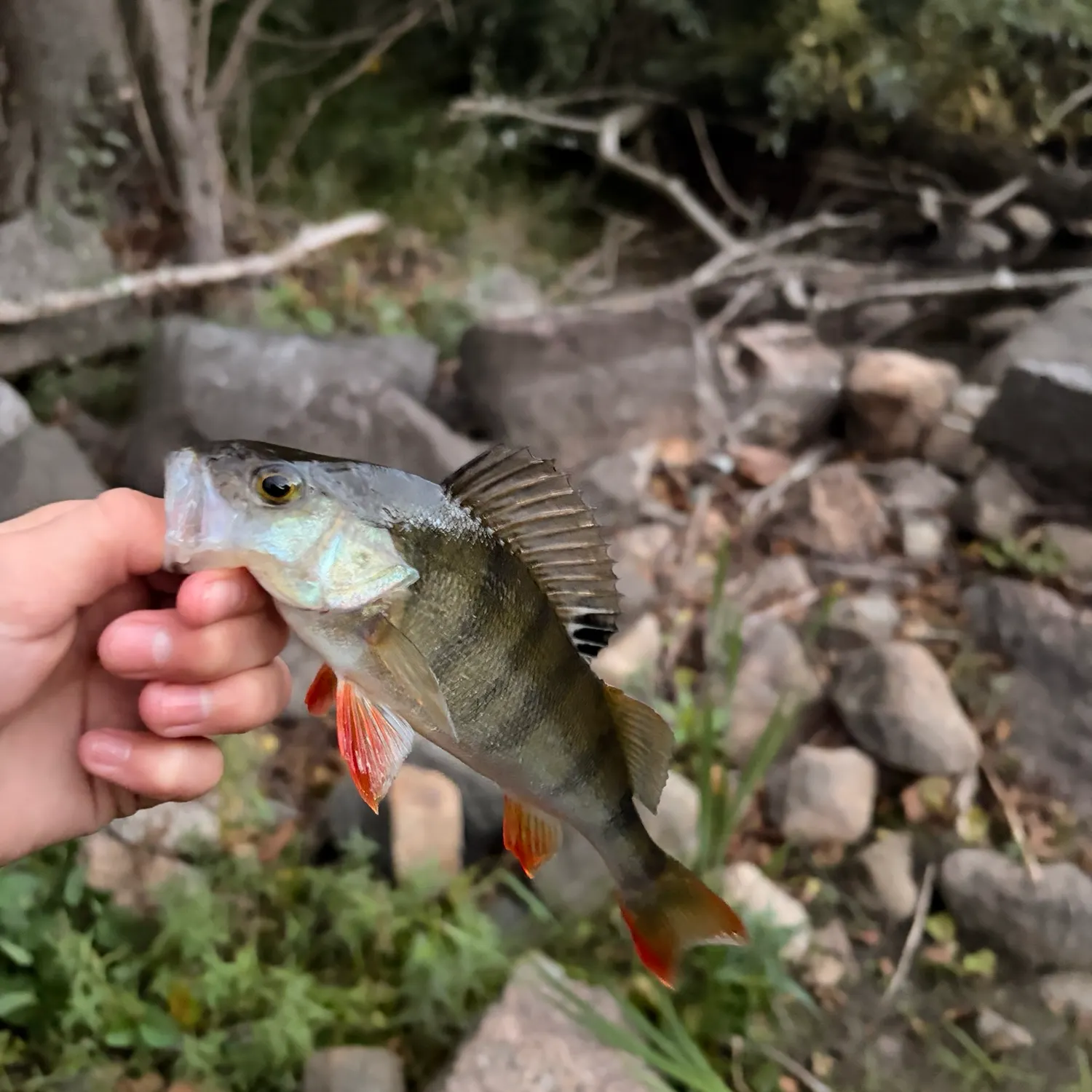 European perch caught on Fishbrain